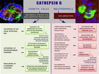 Cathepsin G—Not Only Inflammation: The Immune Protease Can Regulate Normal Physiological Processes